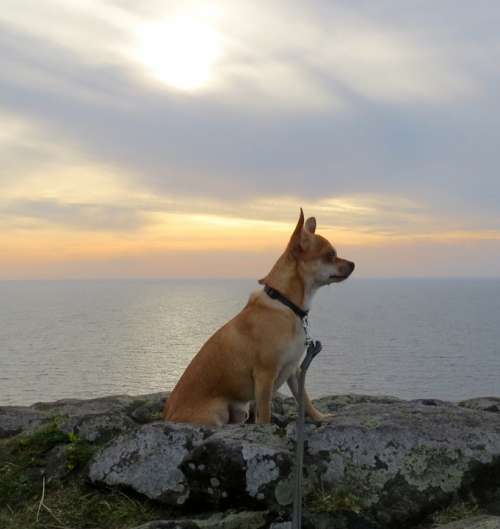 Chihuahua Sobel Dog Evening Sound