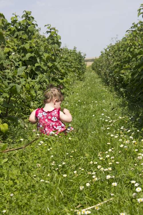 Child Field Raspberries View Grass Summer Happy