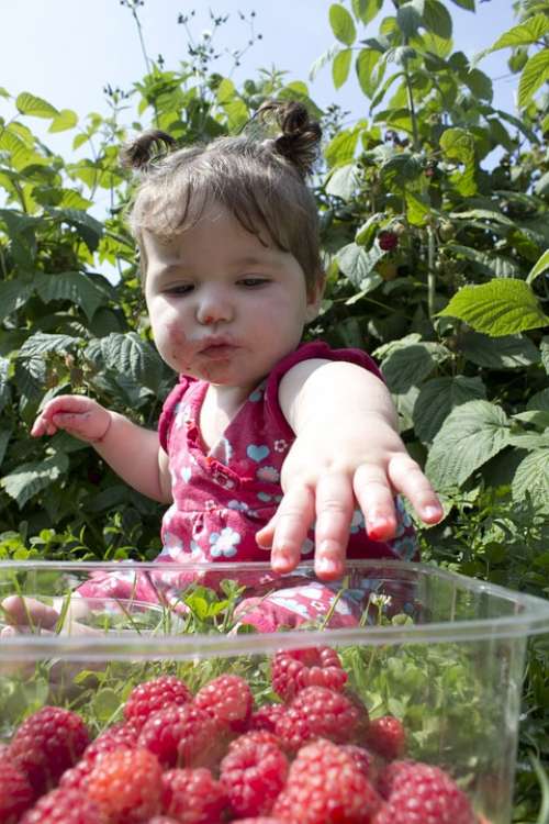 Child Raspberries Picking Pick Your Own Fruit