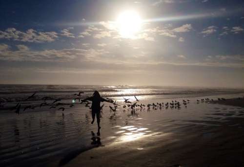 Child Playing Birds Beach Ocean Water Sky