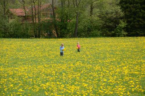 Children Meadow Dandelion Flower Flowers Plant