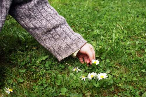 Child'S Hand Pick Flowers Daisy