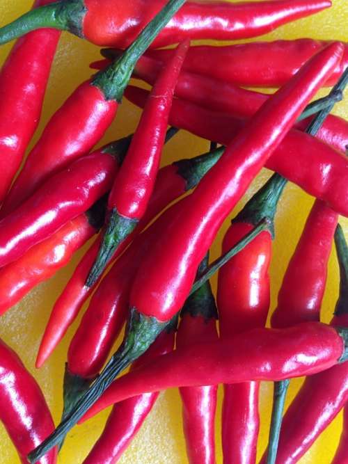Chili Red Sharp Eat Spice Pods Capsicum