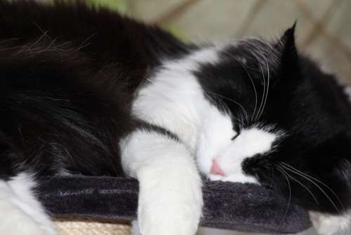 Chill Out Black And White Sleep Longhair Cat