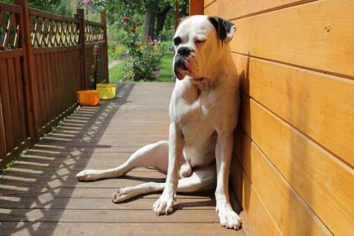Chill Out Dog Boxer Relax Lazy Rest Exhausted