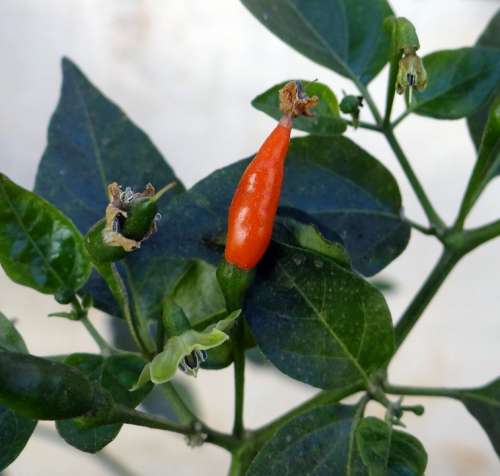 Chilli Spices Hot Red Pepper Ripe Plant Dharwad