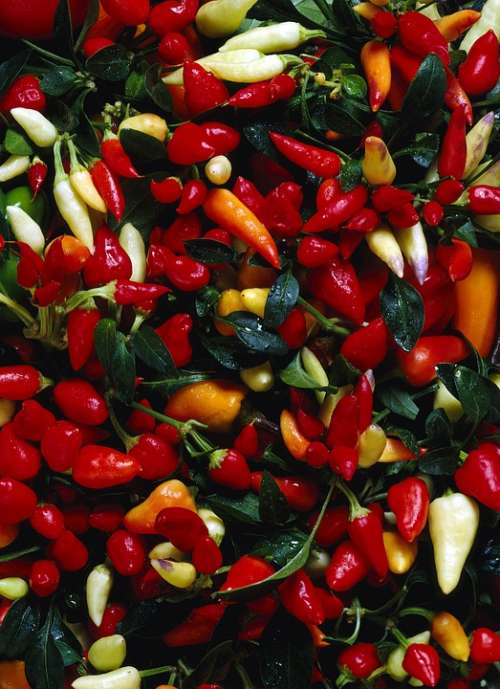 Chilli Peppers Colors Mature