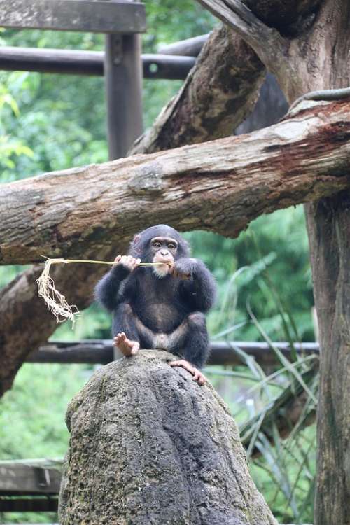Chimpanzee Cute Monkey Animal Ape Mammal Wildlife