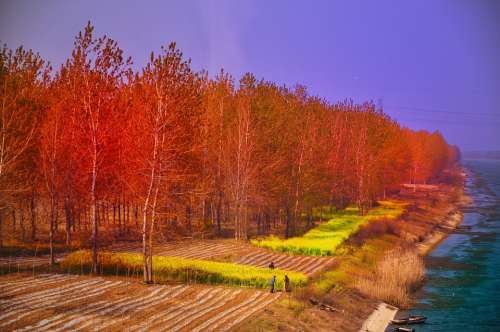 China Forest Trees Spring Colorful