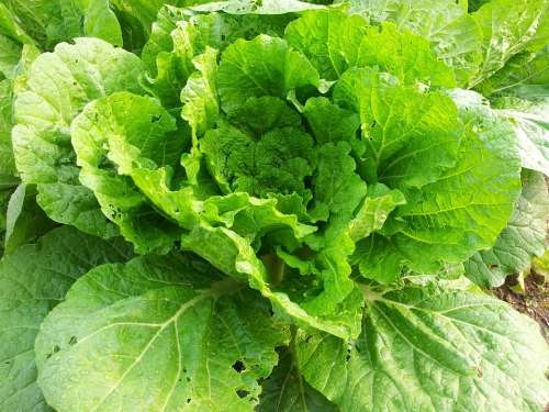 Chinese Cabbage Plants Green Vegetables