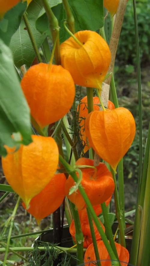 Chinese Lantern Plant Orange Wild Colorful