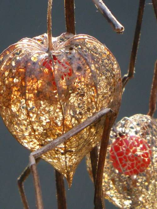 Chinese Lanterns Autumn Autumn Decoration Autumn Sun