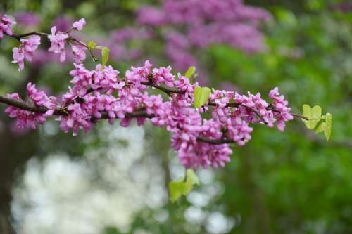 Chinese Redbuds Judas Tree Flowers Purple Blooming