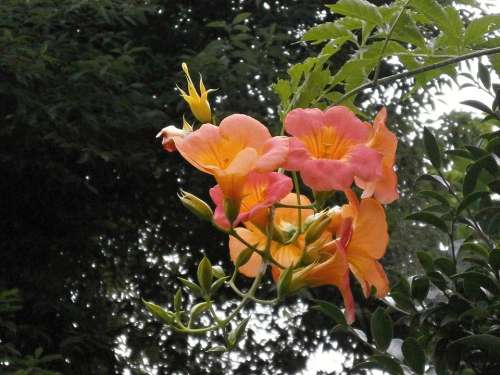 Chinese Trumpet Vine Bignoniaceae Orange Blossom
