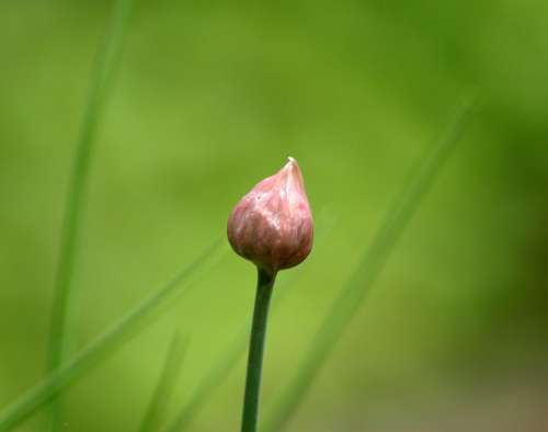 Chive Bud Bud Chives Leek Herbs Plant Close Up