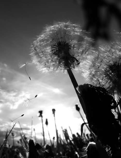 Chmíří Dandelion Flies Dandelions Flower Plant