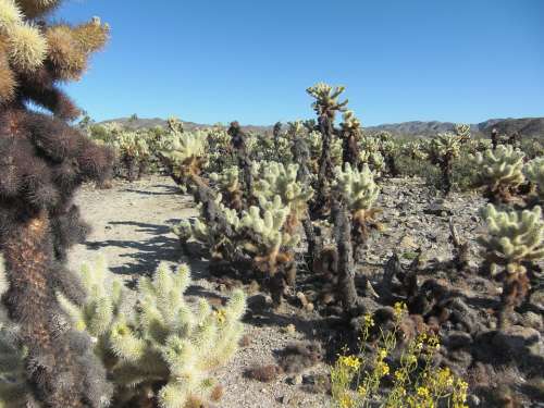 Cholla Cactus California Nature Landscape