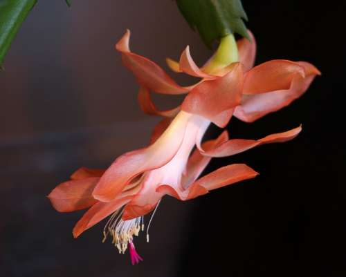 Christmas Cactus Cacti Succulent Flora Flower