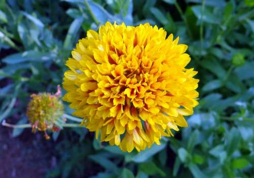 Chrysanthemum Flower Yellow Sevanthi Garden India