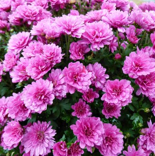 Chrysanthemum Bolchrysant Purple Autumn Flowers