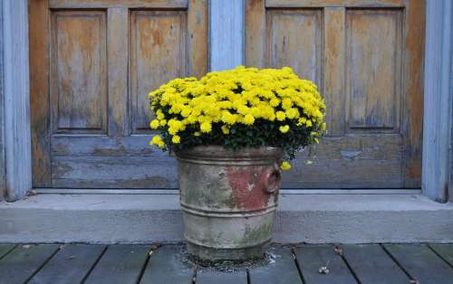 Chrysanthemums Yellow Flowers Mums Chrysanthemum