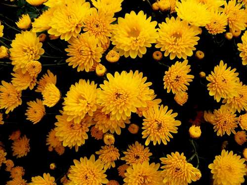 Chrysanthemums Flowers Yellow Autumn Flower Nature