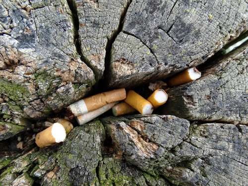 Cigarettes Disposal Tree Trunk Cracks Cracked Old