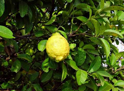 Citron Fruit Sour Vitamin C Hulikatti India