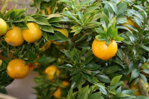 Citrus Citrus Fruit Fruits Tree