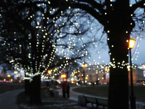 City Lights Evening Winter Street Trees