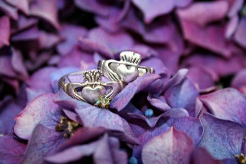 Claddagh Rings Plant Flowers Hydrangea Violet