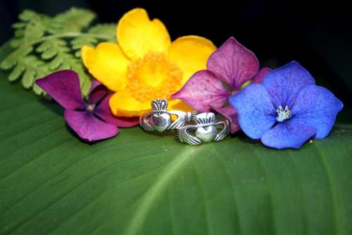 Claddagh Rings Flowers Nature Love