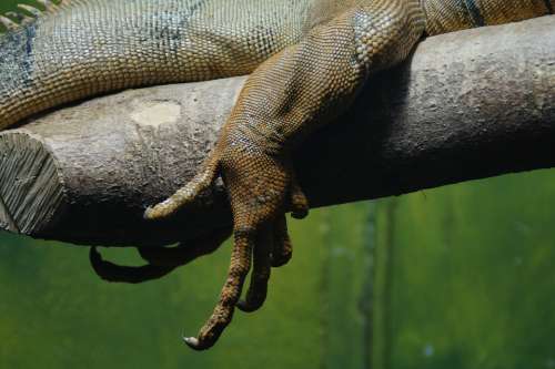 Claw Foot Dragon Iguana Reptile Leg Scale Scaly