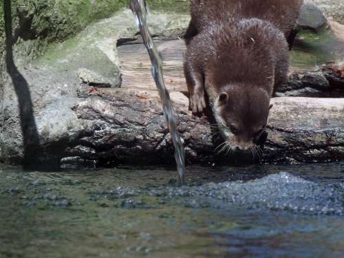 Clawed Otter Aonyx Cinerea Water Animal Mammal