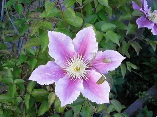 Clematis Spring Flowers Summer Flowers Pink Garden