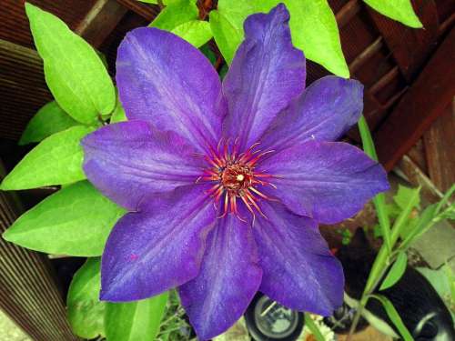 Clematis Nature Plant Flowers Purple Close Up