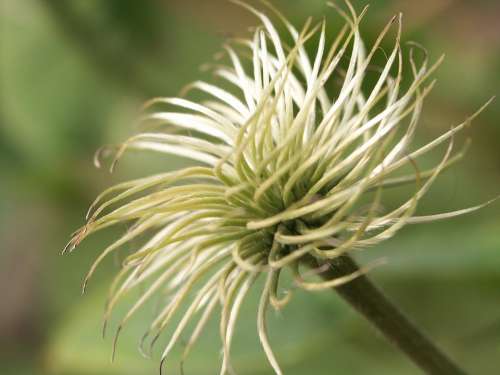 Clematis White Green