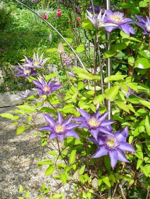 Clematis Flowers Garden Blossom Bloom Purple