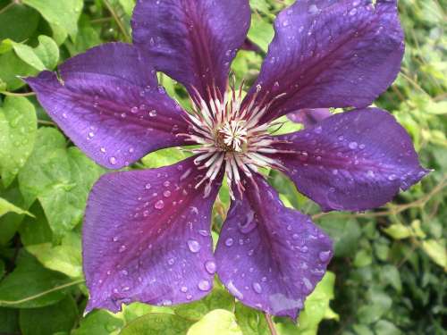 Clematis Drip Blossom Bloom Violet Nature Plant