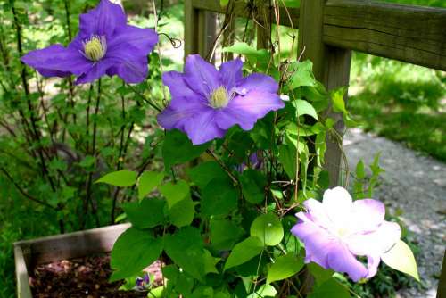 Clematis Flowers Purple Flowering