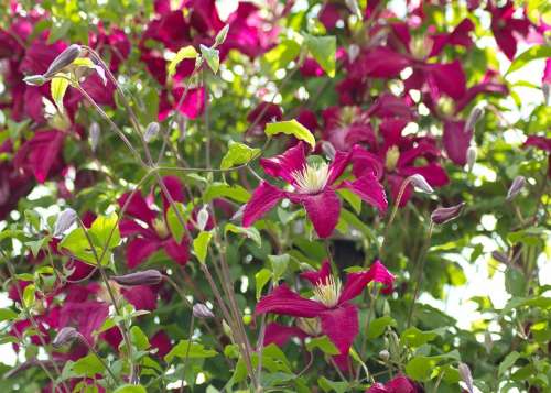 Clematis Flowers Garden Summer Bloom Purple