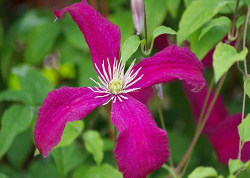 Clematis Flowers Garden Summer Bloom Purple