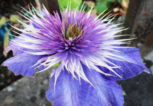 Clematis Bloom Light Purple Flower Garden