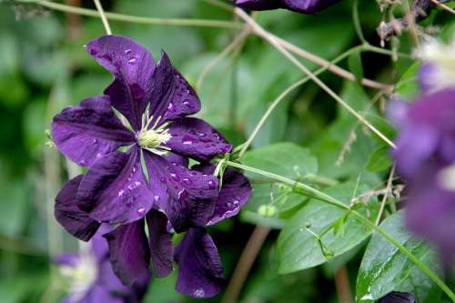 Clematis Flower Vine Purple Violet Summer Blossom