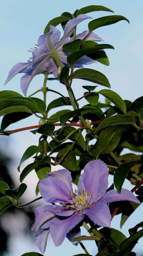 Clematis Flowers Leaves Stamp