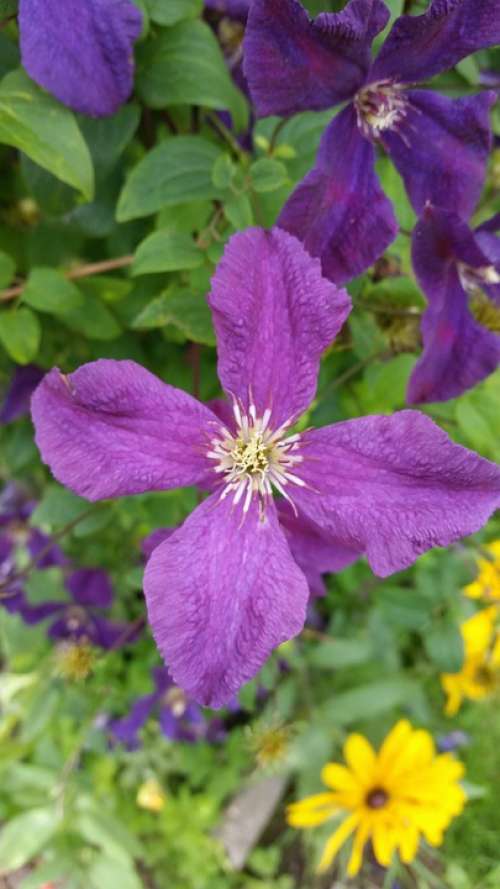 Clematis Flower Blossom Bloom Close Up Purple