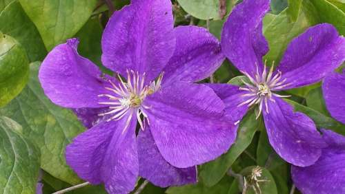 Clematis Flowers Purple Blossom Bloom Bloom