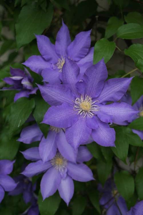 Clematis Purple Flower Nature Plant Summer