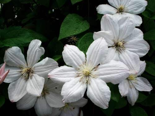 Clematis Flower White White Clematis