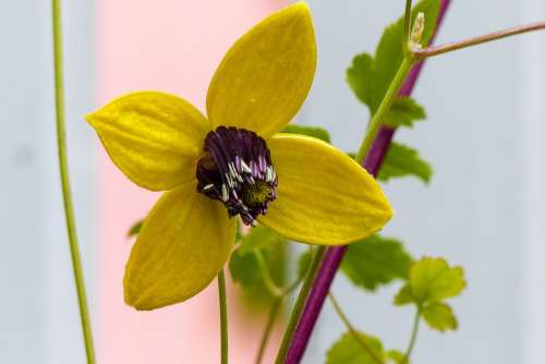 Clematis Tangutica Yellow Flower Golden Tiara